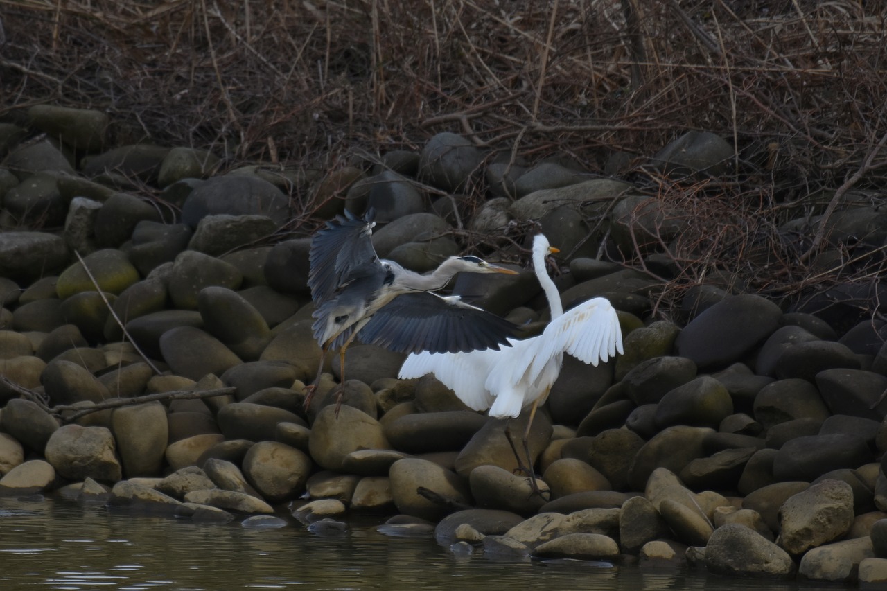 animal  river  waterside free photo