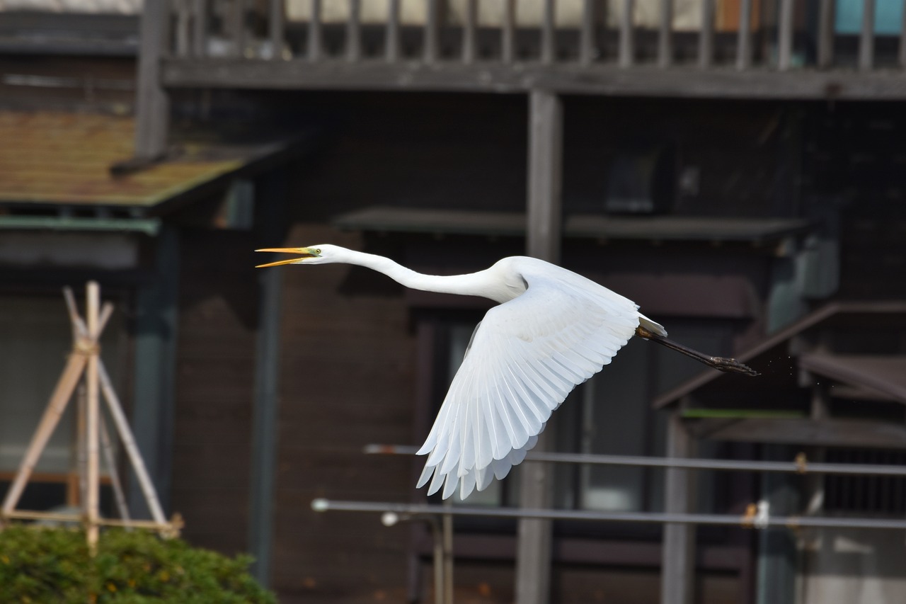 animal  housing  bird free photo