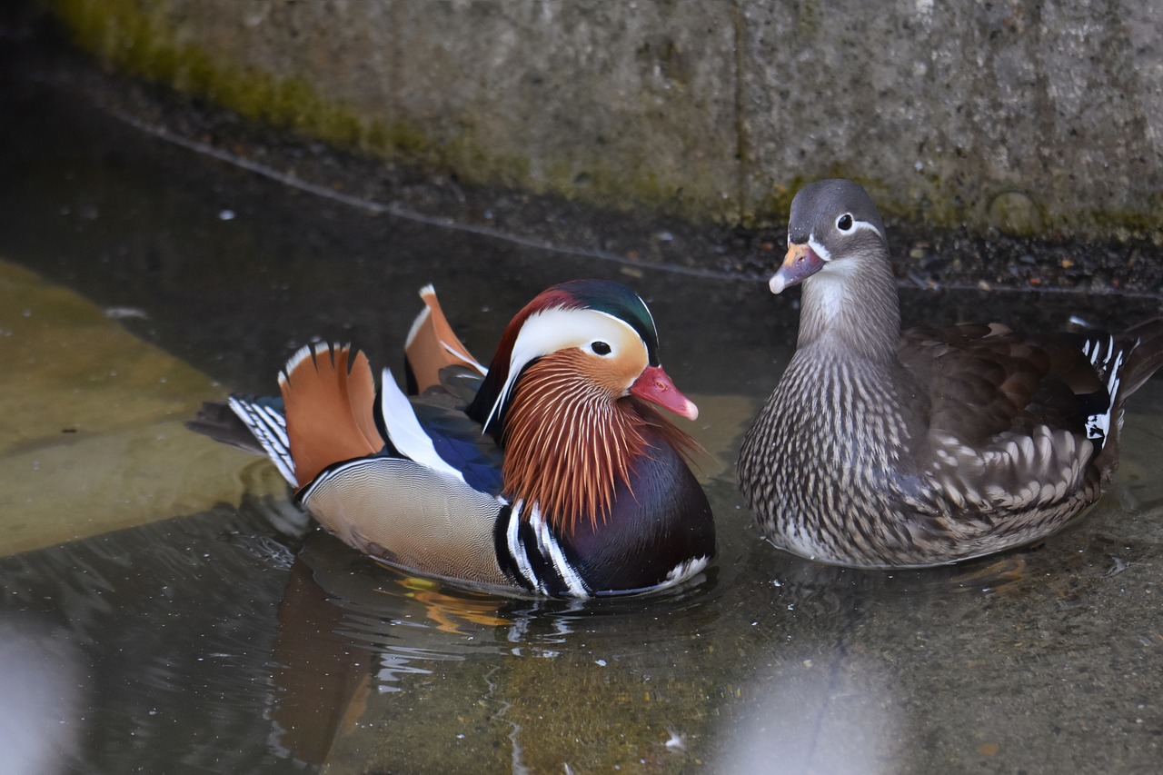 animal  pond  waterside free photo