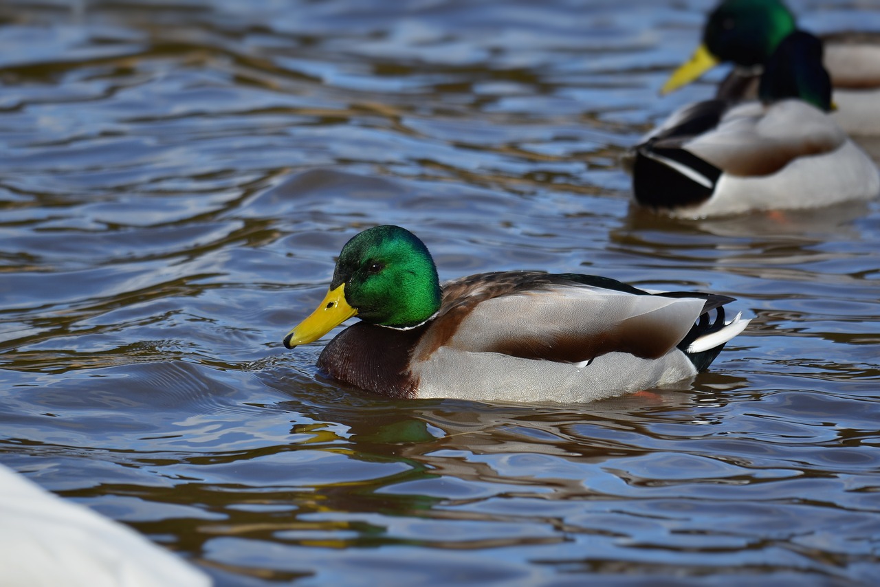 animal  lake  waterside free photo