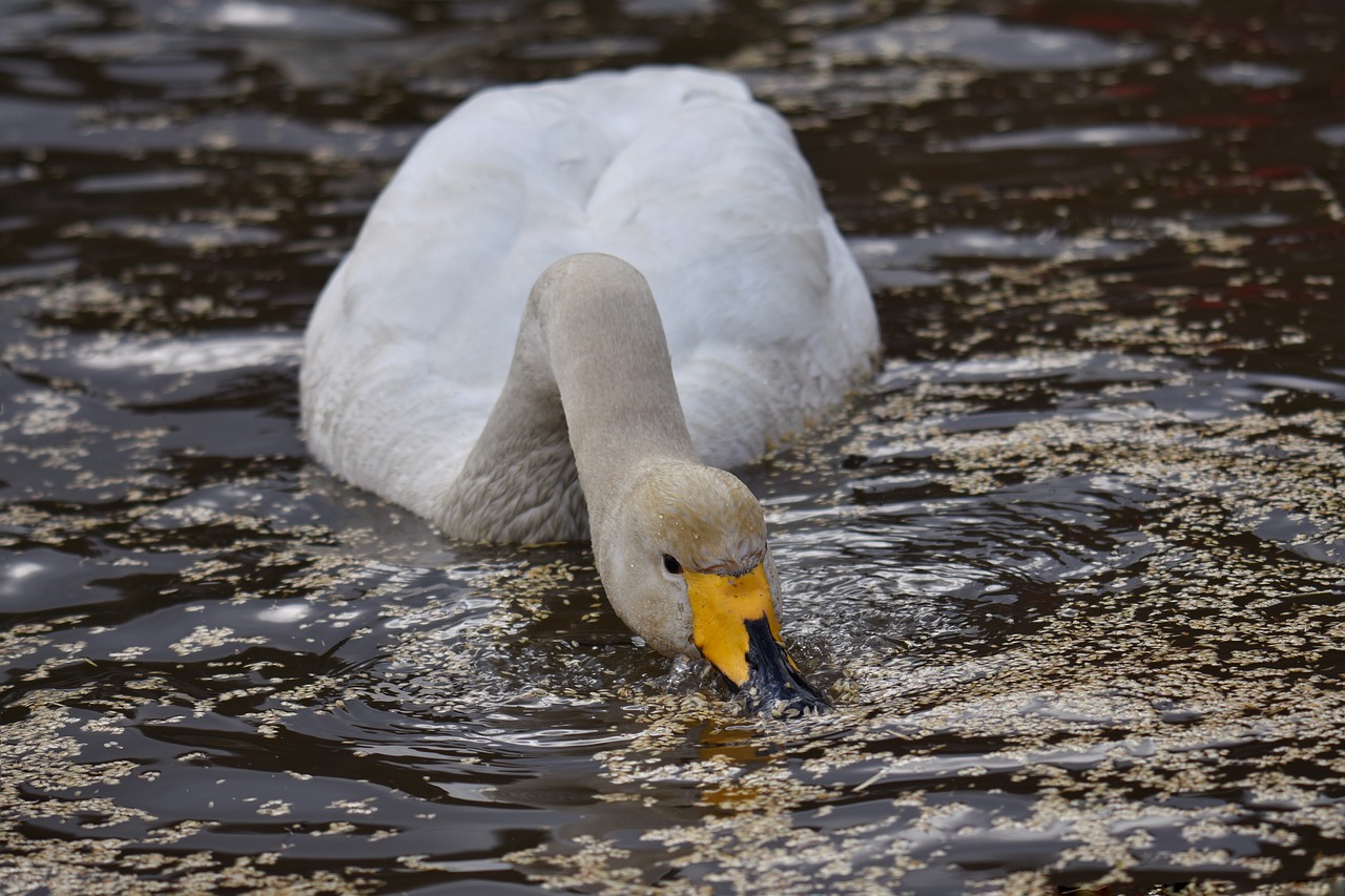 animal  lake  waterside free photo