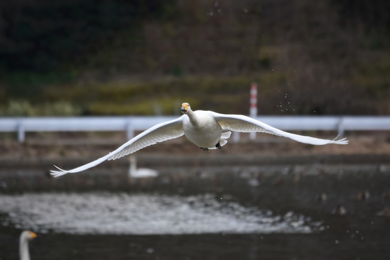 animal  lake  waterside free photo