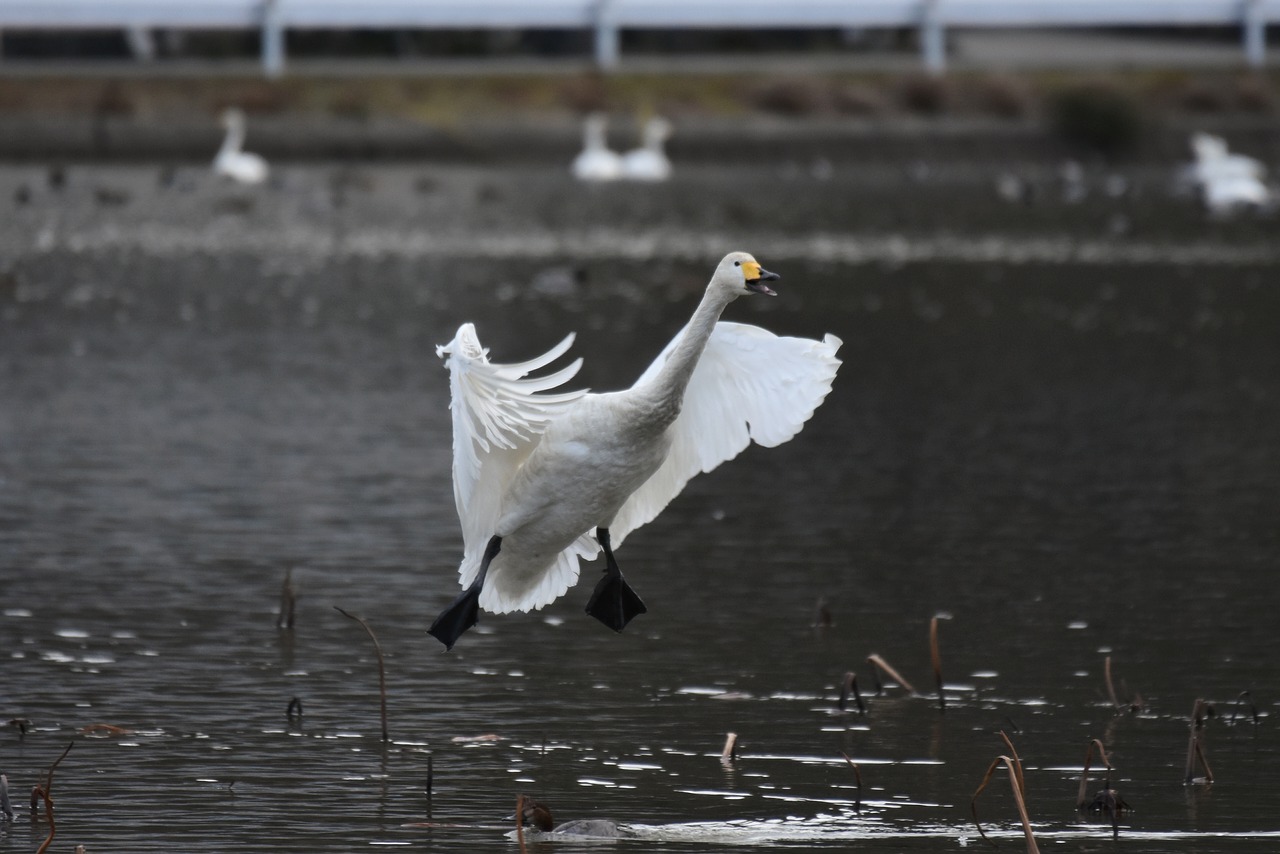 animal  lake  waterside free photo