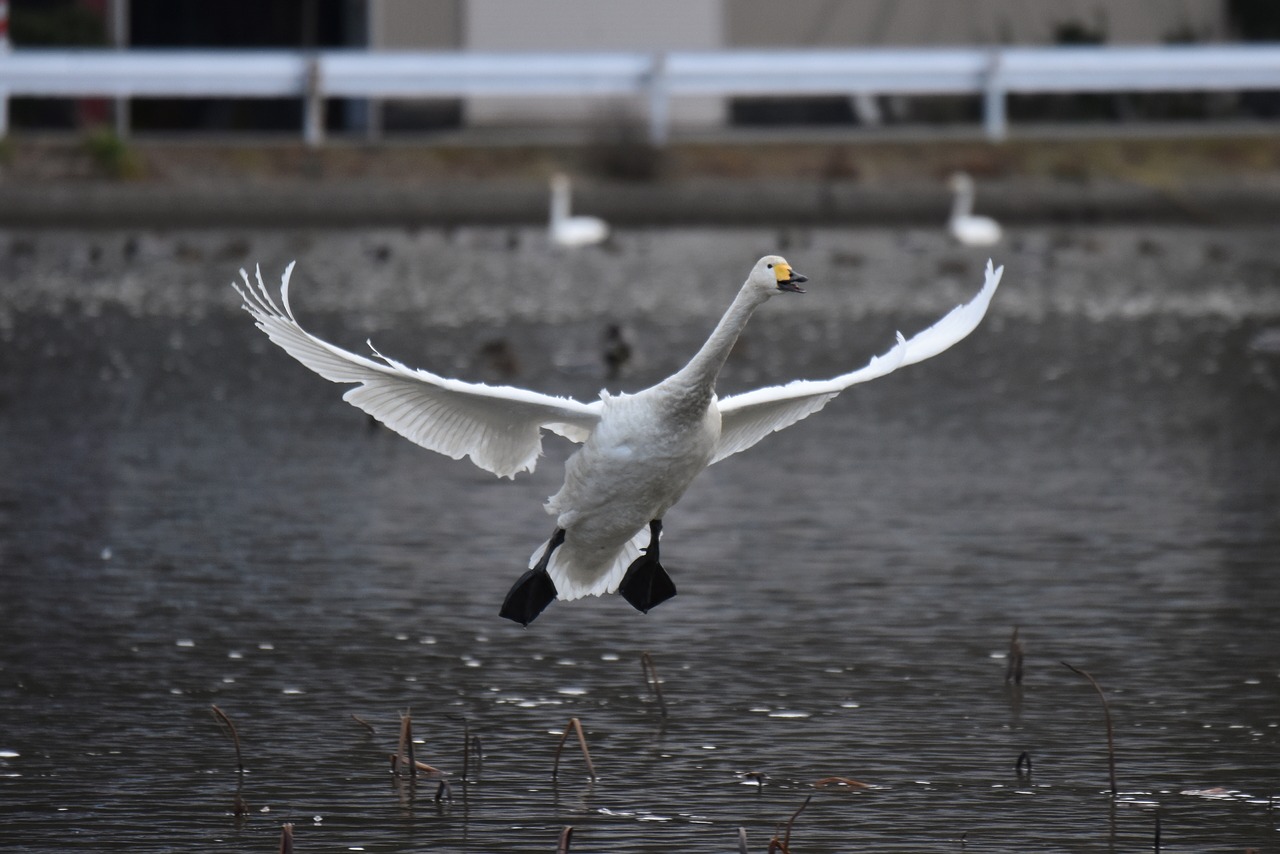 animal  lake  waterside free photo