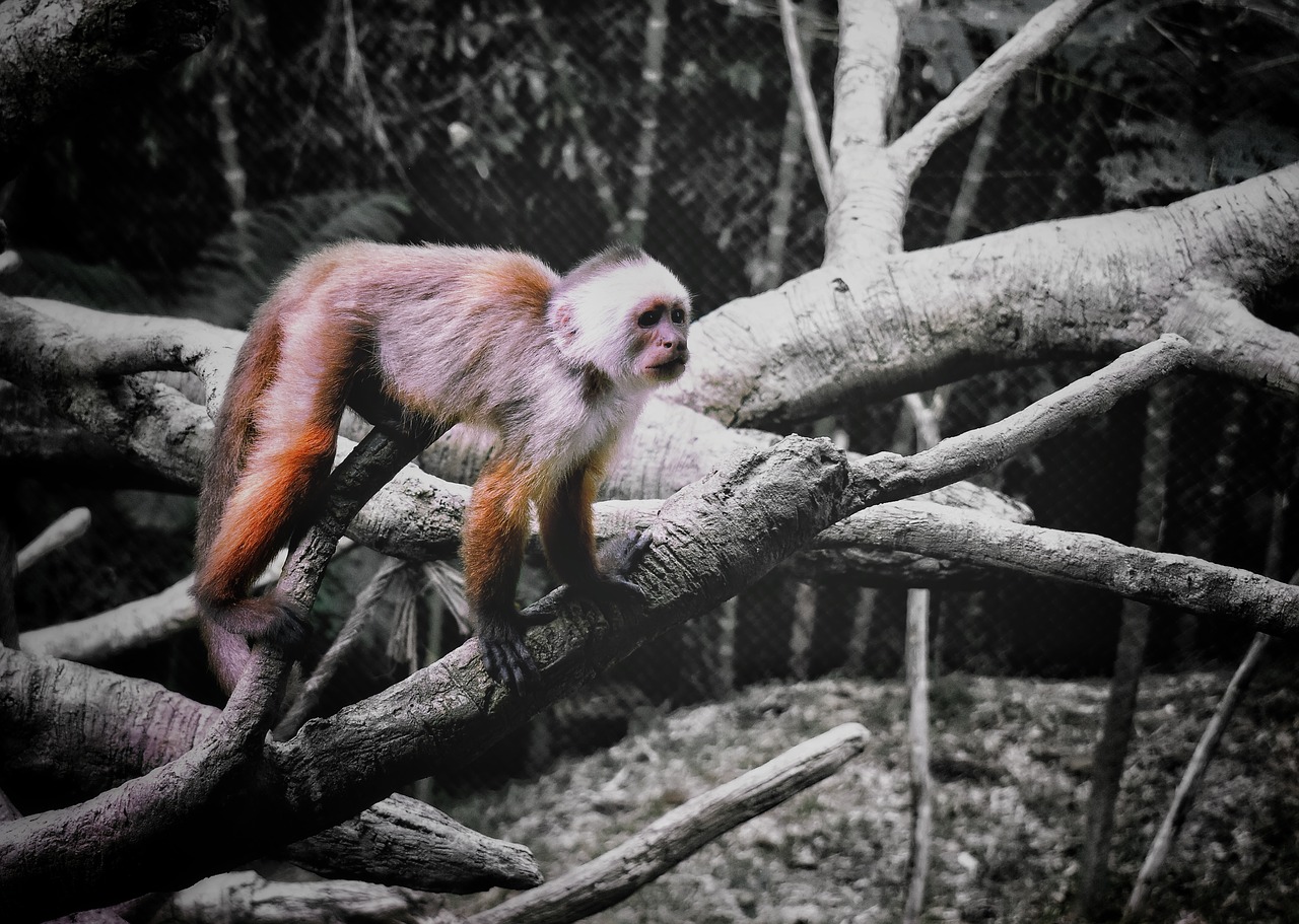 animal  ape  mono free photo
