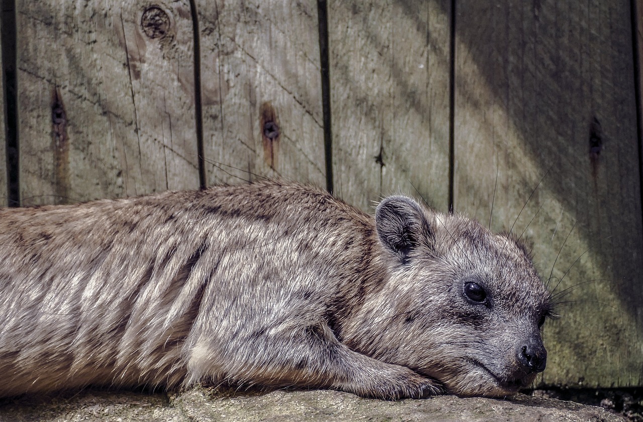 animal  sad  portrait free photo