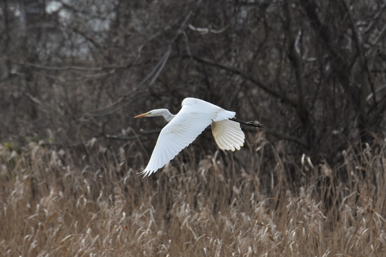 animal  river  waterside free photo