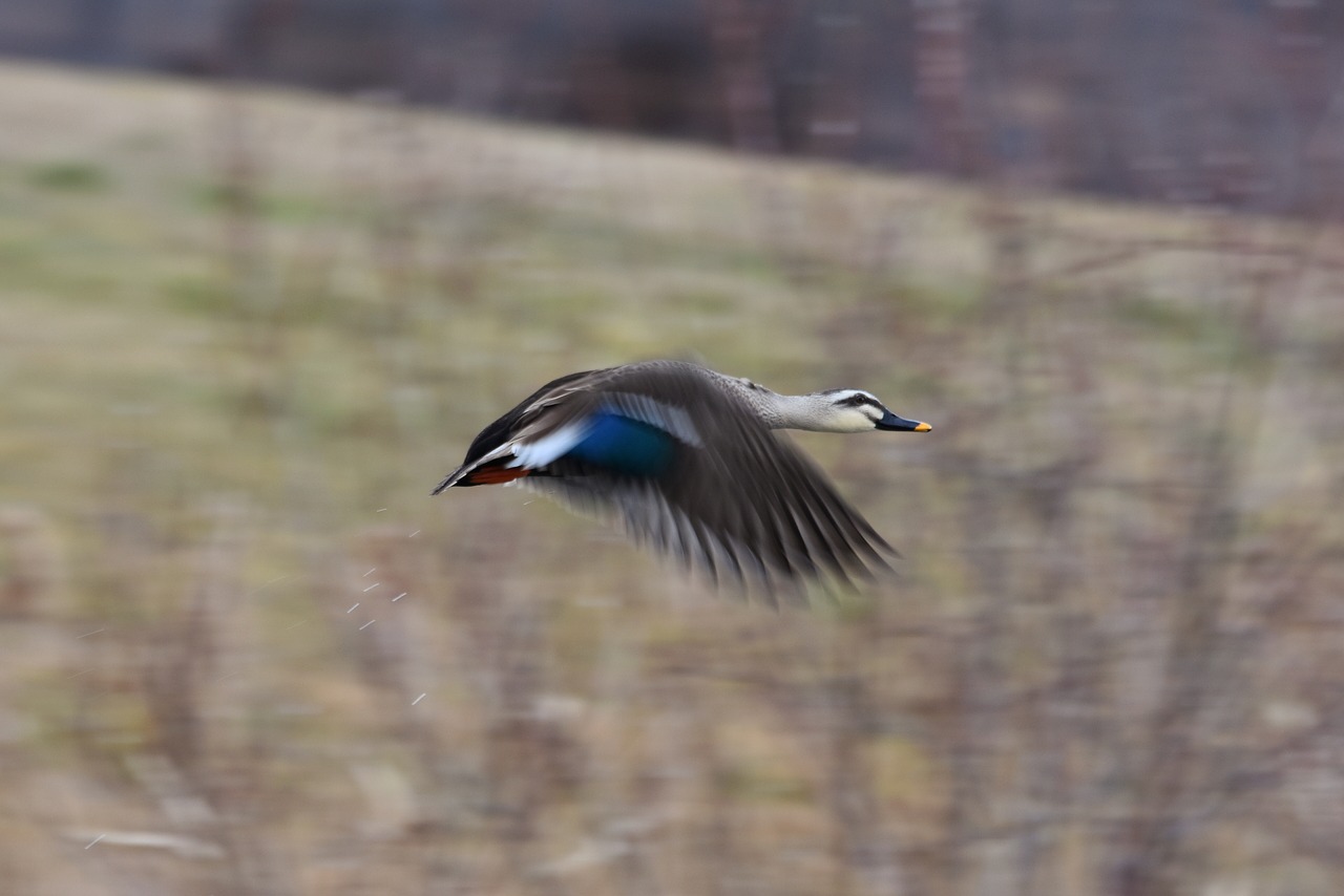 animal  river  waterside free photo