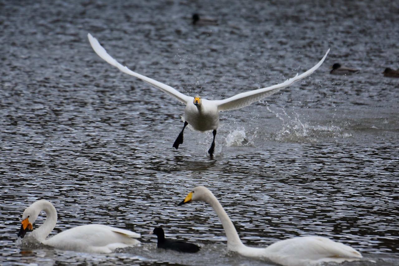 animal  lake  waterside free photo