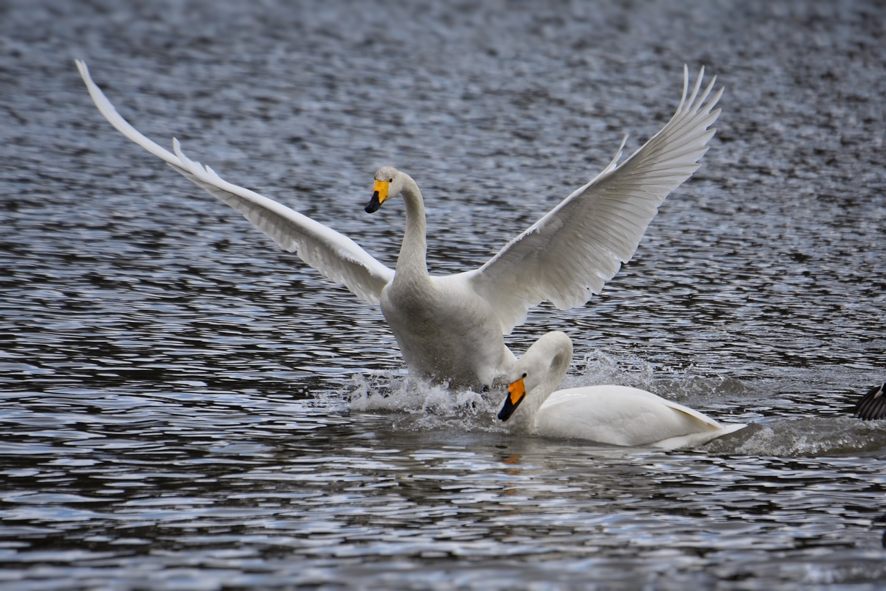 animal  lake  waterside free photo