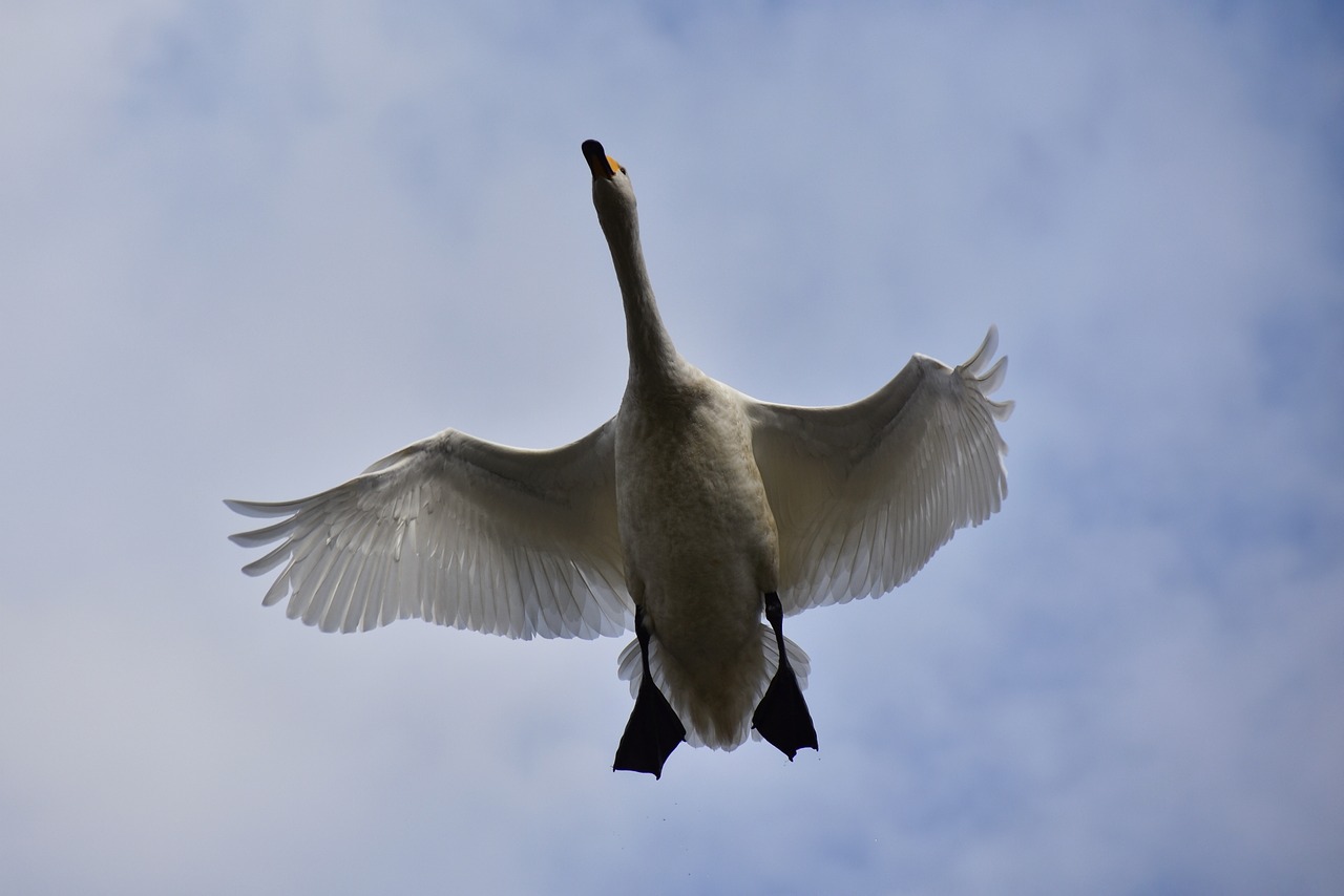 animal  sky  bird free photo