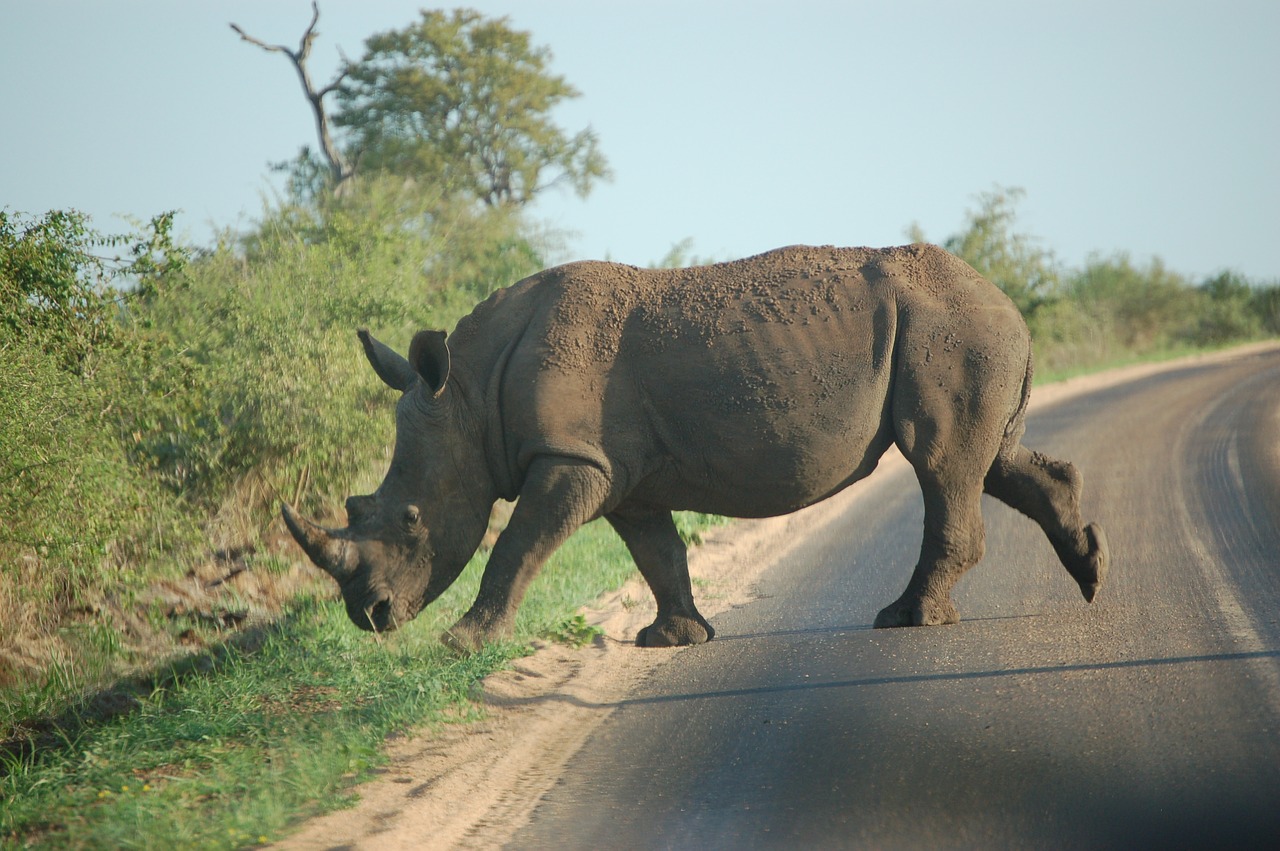 animal  wildlife  rhino free photo