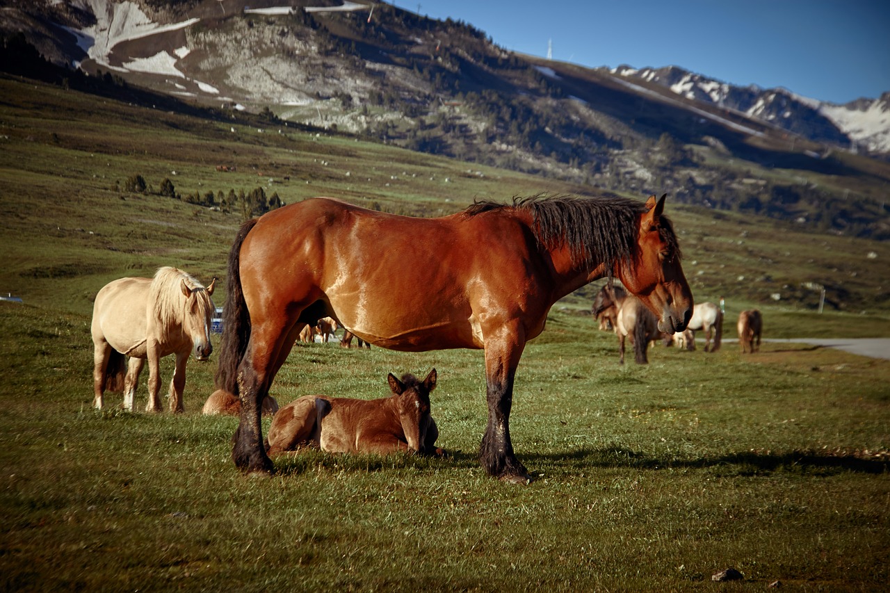 animal  horses  mountain free photo