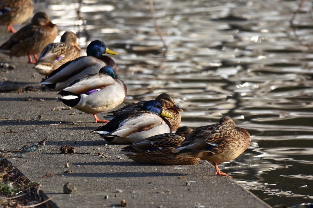 animal  lake  waterside free photo