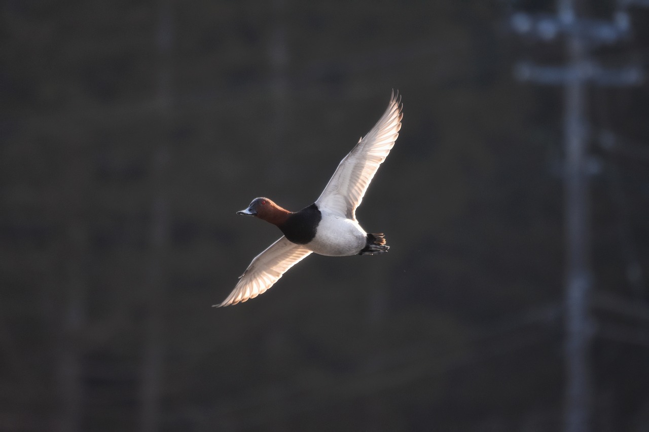 animal  bird  waterfowl free photo