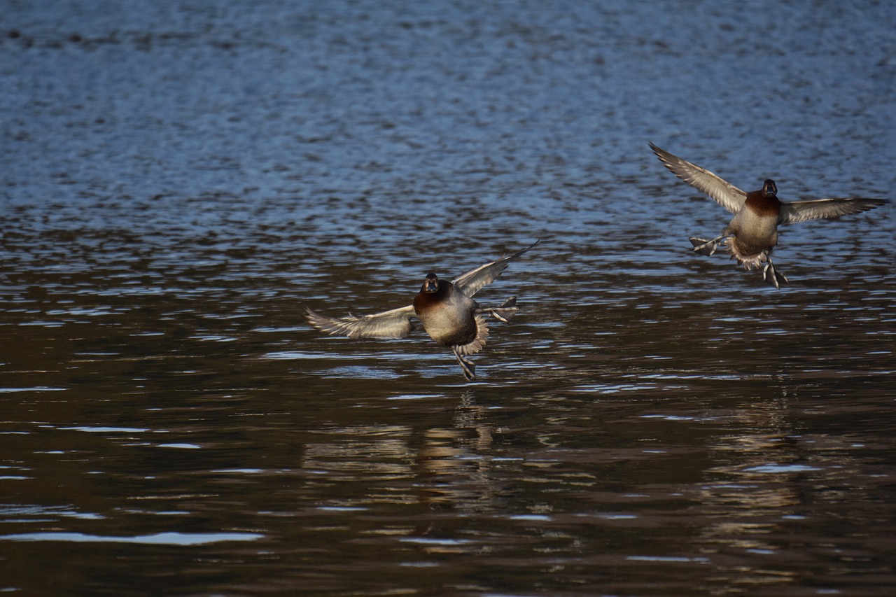 animal  lake  waterside free photo