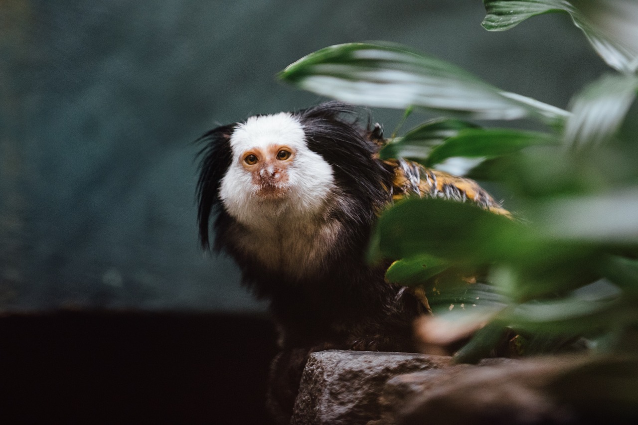 animal  marmoset  monkey free photo