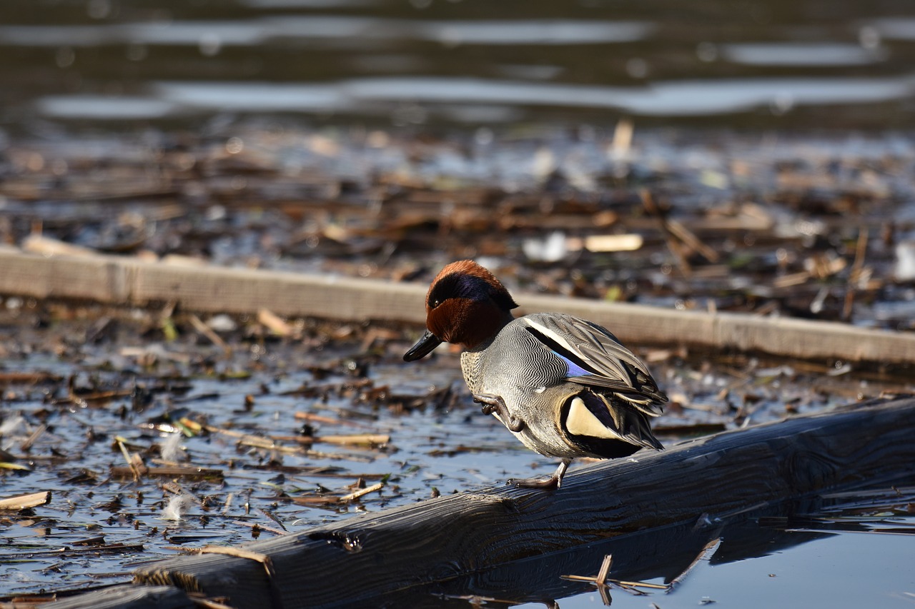 animal  lake  waterside free photo