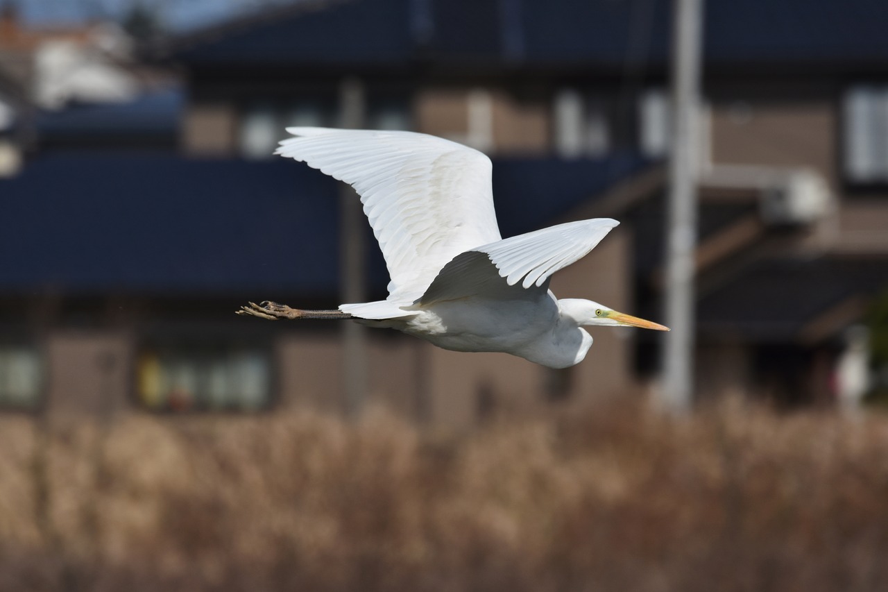 animal  river  waterside free photo