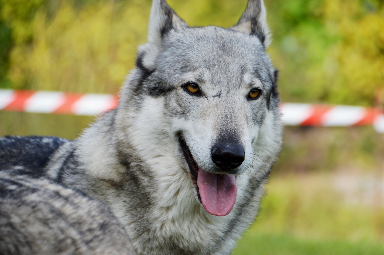 animal  wolf-dog  dressage free photo