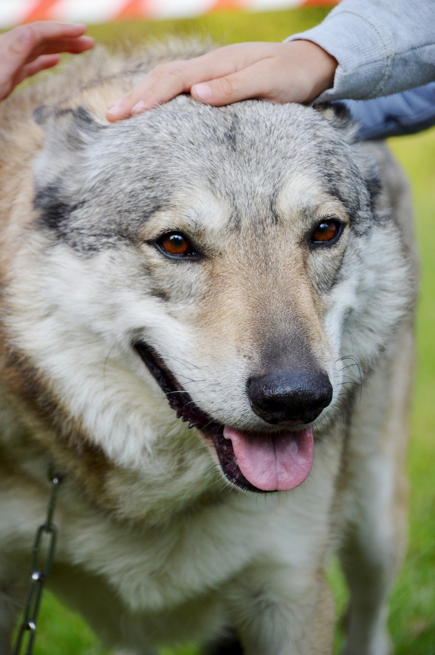 animal  wolf-dog  dressage free photo
