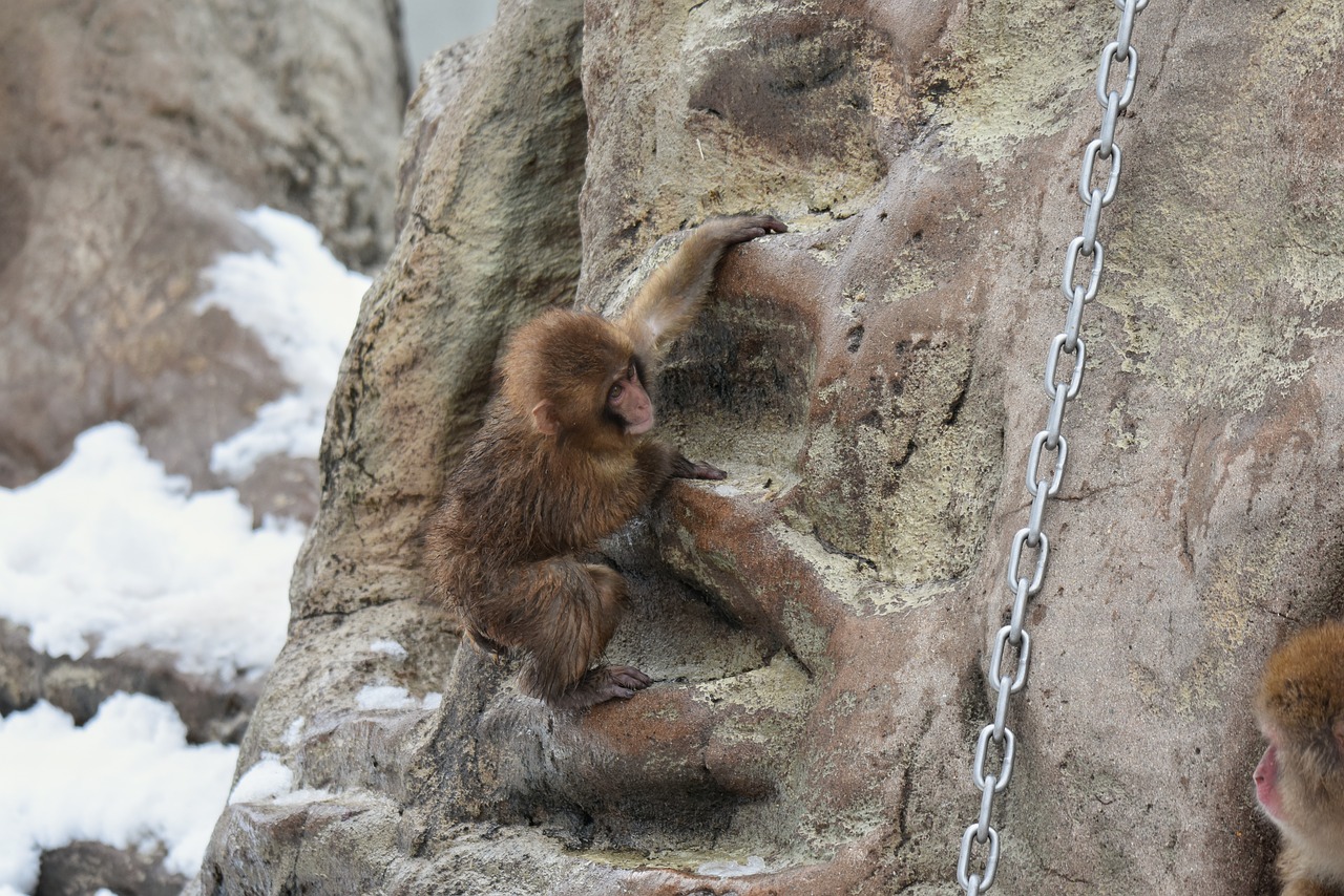 animal  saruyama  monkey free photo