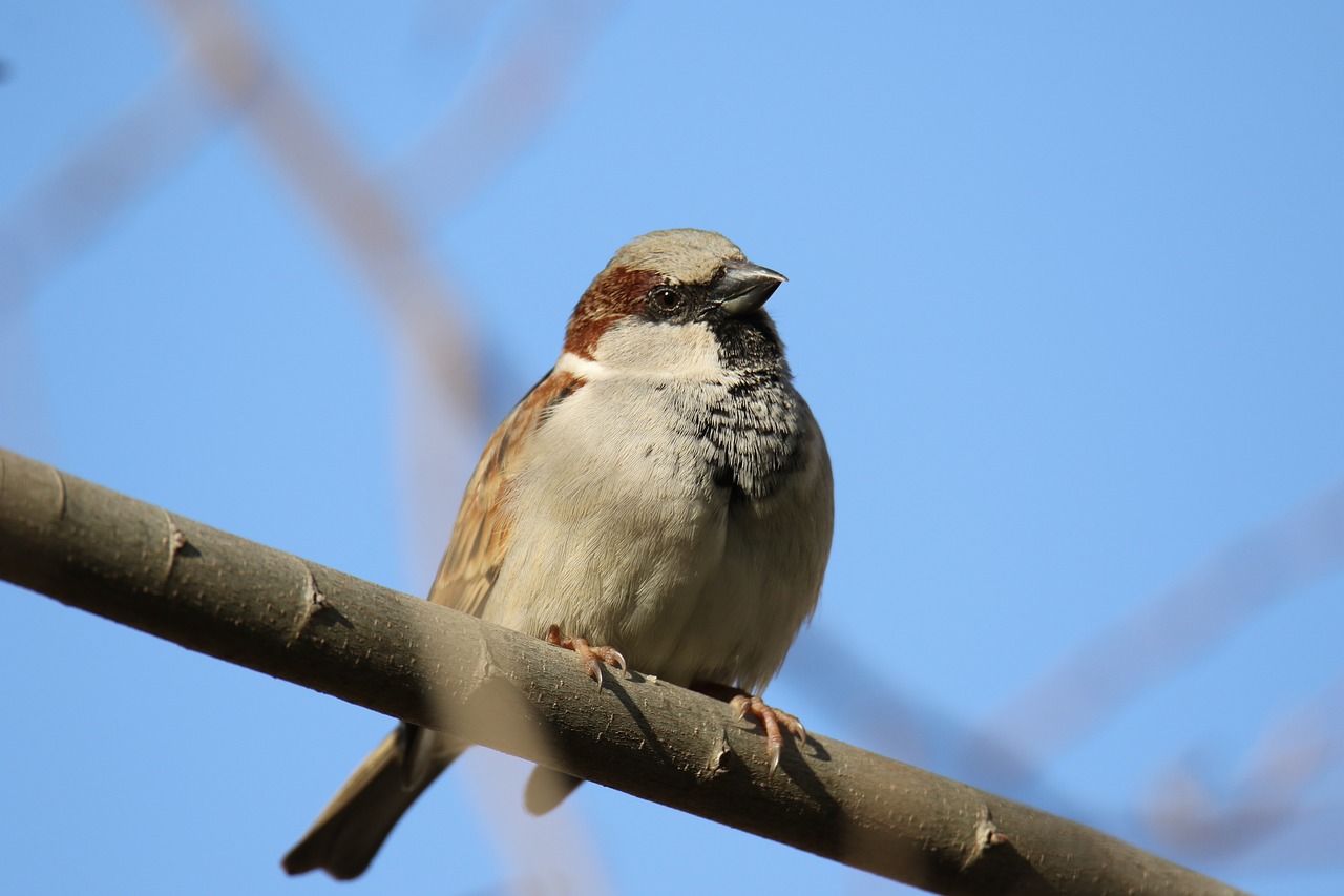 animal  bird  closeup free photo