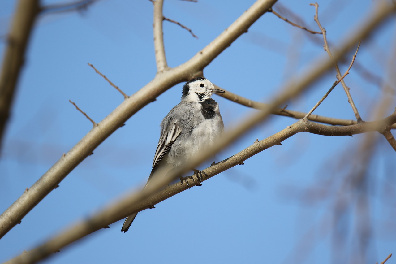 animal  bird  white wagtail free photo