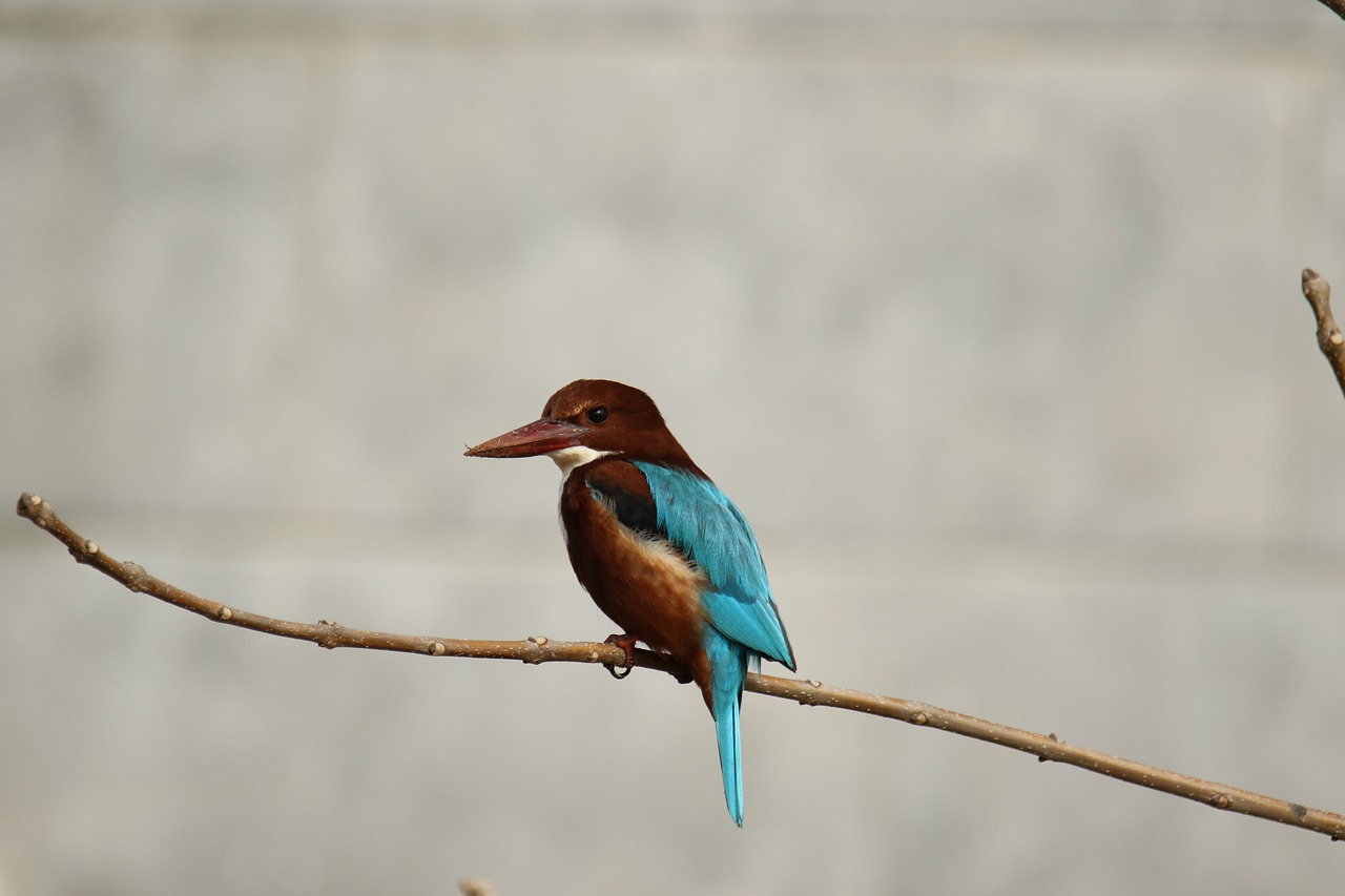 animal  bird  branch free photo