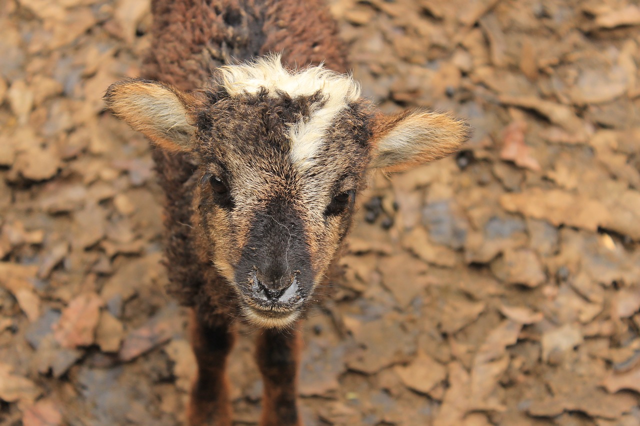 animal  calf  sheep free photo