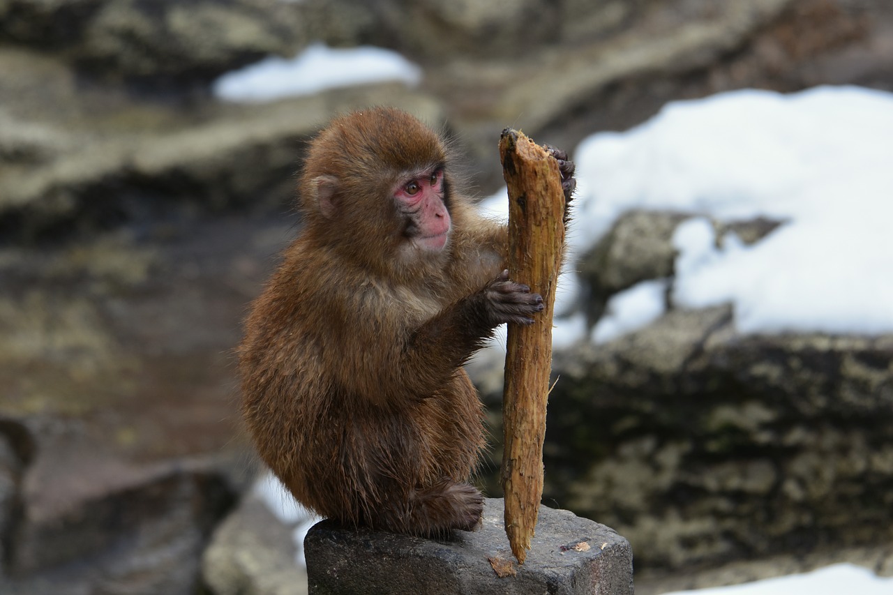 animal  monkey  baby japanese macaque eating leaves free photo