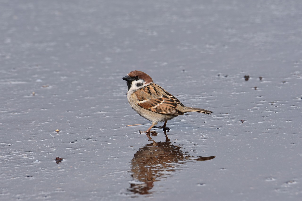 animal  road  after the rain free photo