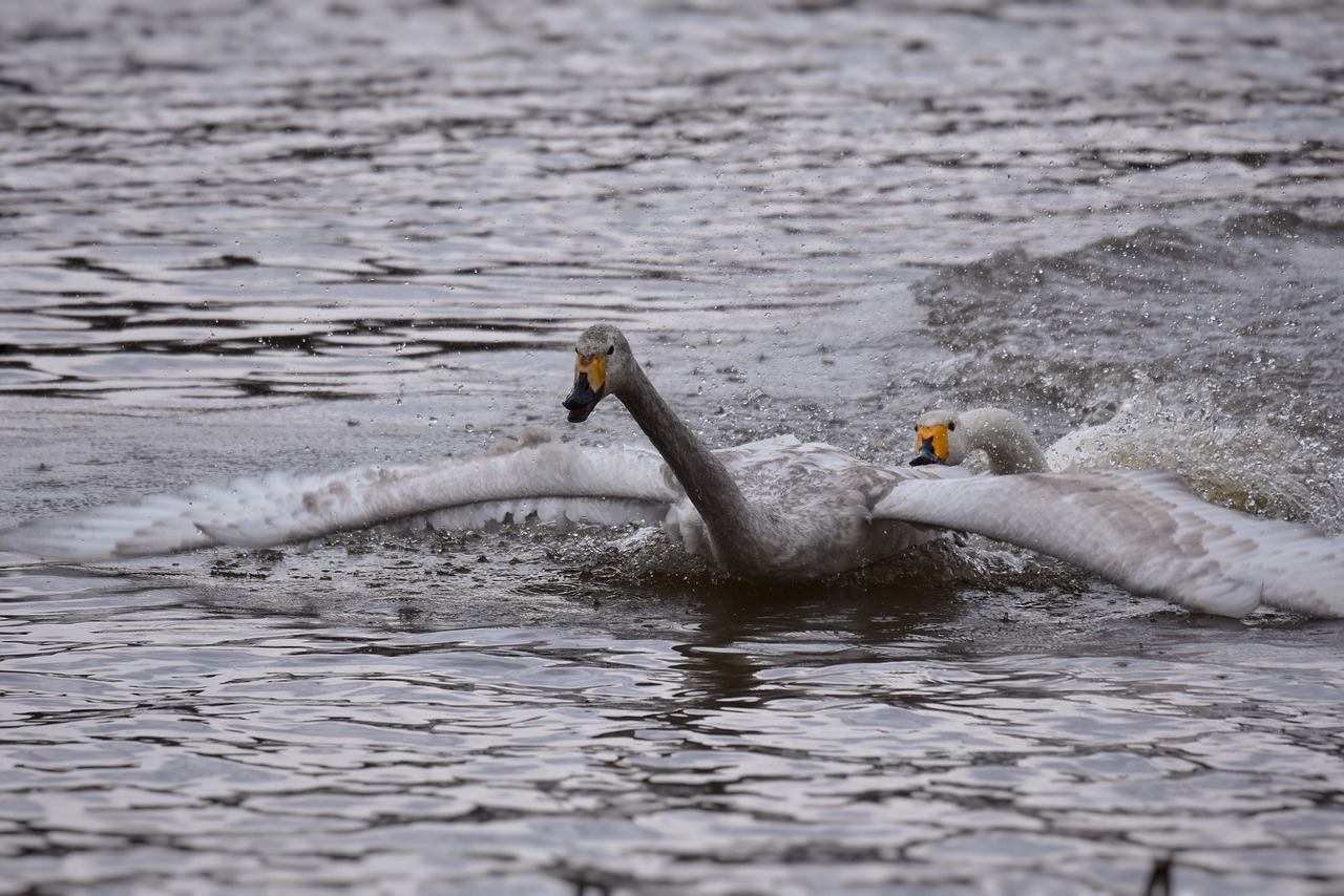 animal  lake  waterside free photo