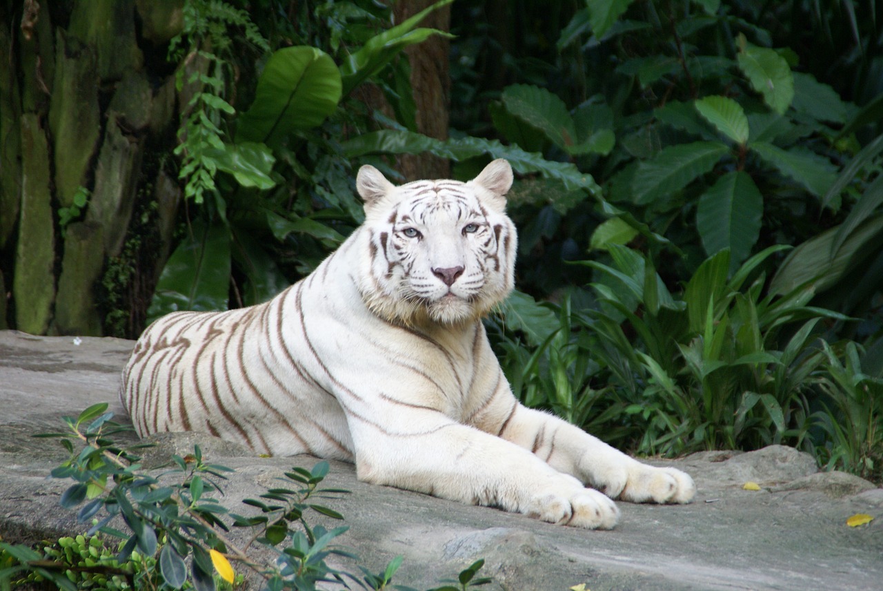 animal  tiger  white tiger free photo