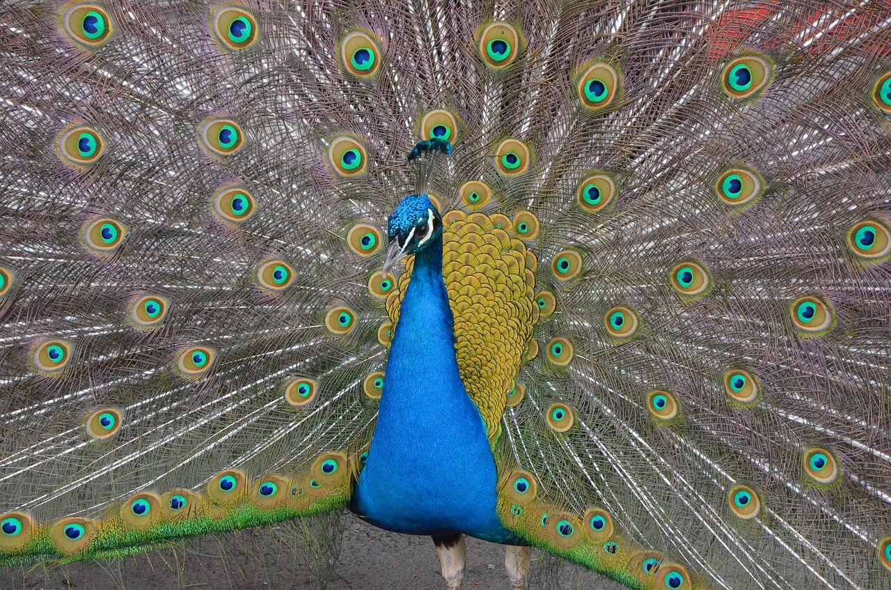 animal peacock bird free photo