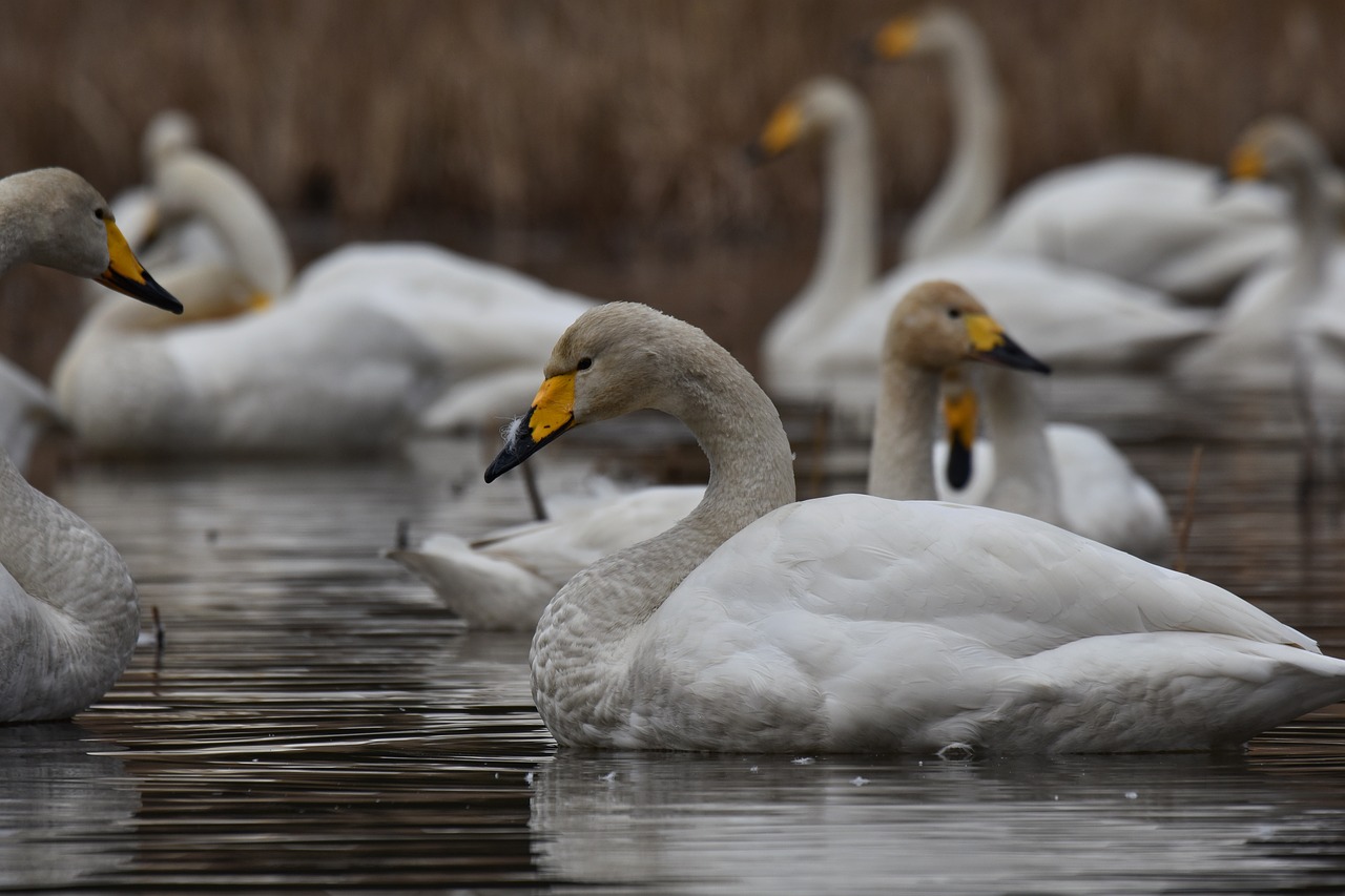 animal  lake  waterside free photo