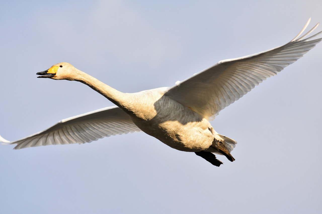 animal  sky  bird free photo