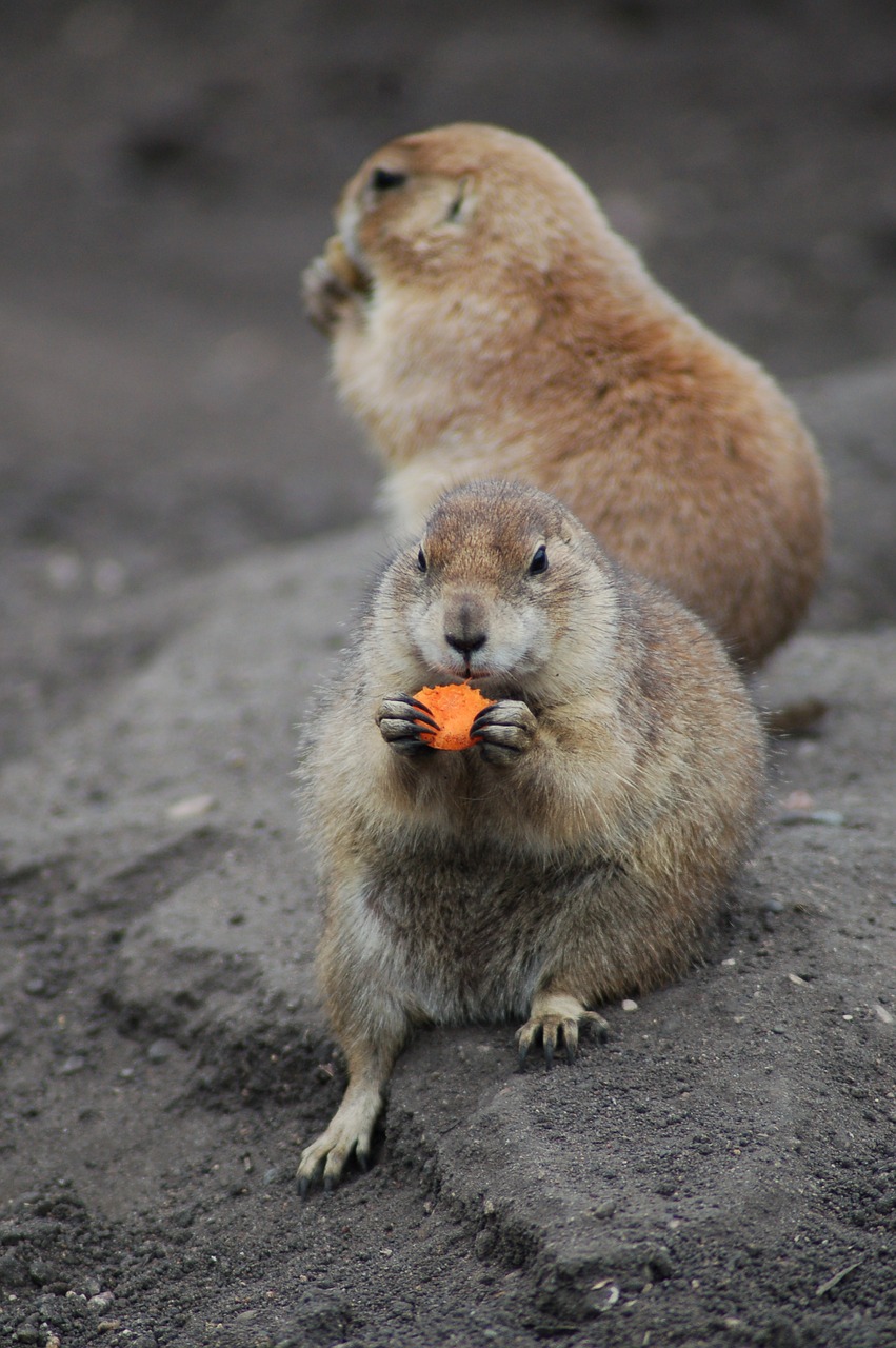 animal  eating  nature free photo