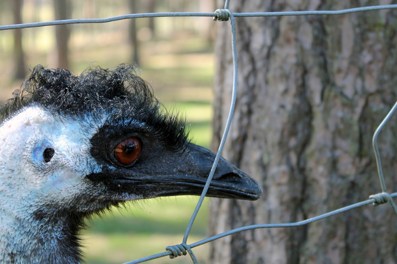 animal  animal photography  close up free photo