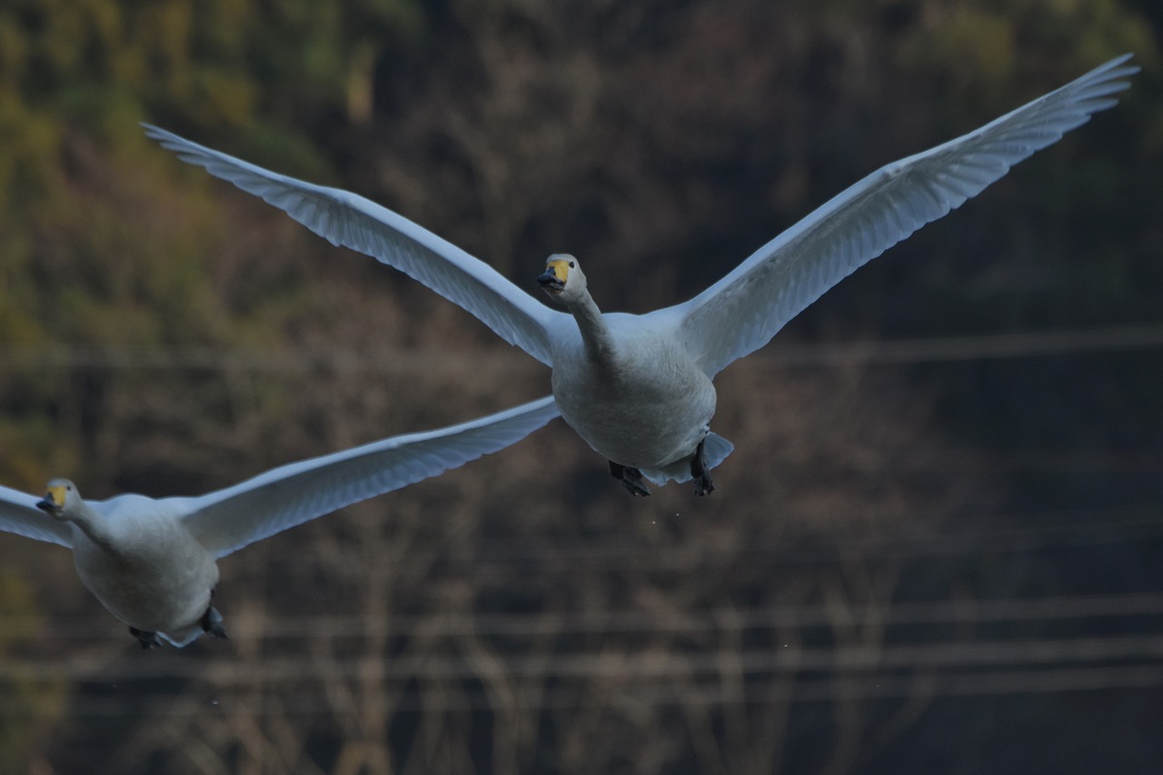 animal  bird  waterfowl free photo