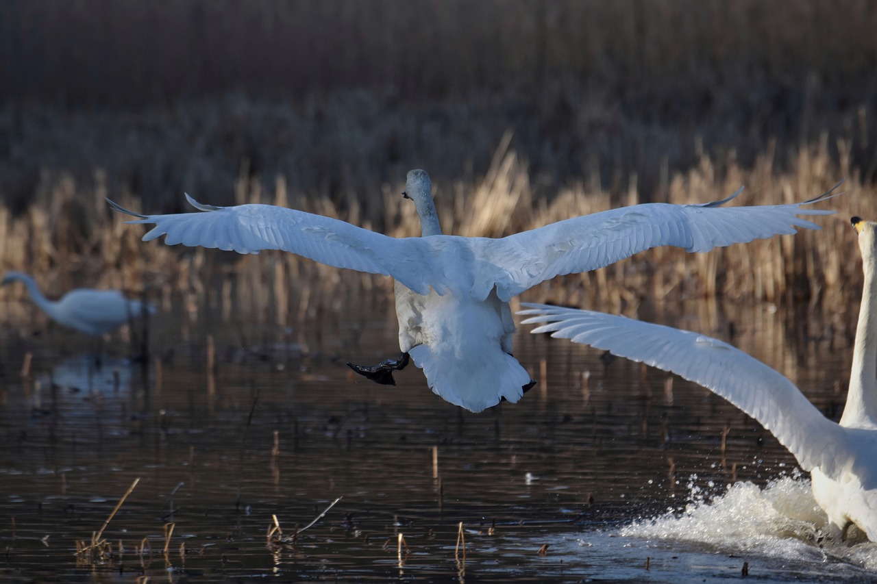 animal  lake  waterside free photo