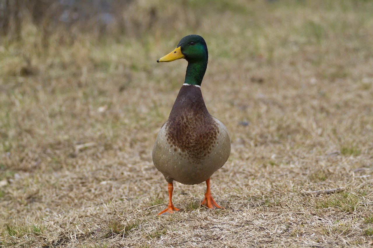 animal  duck  nature free photo