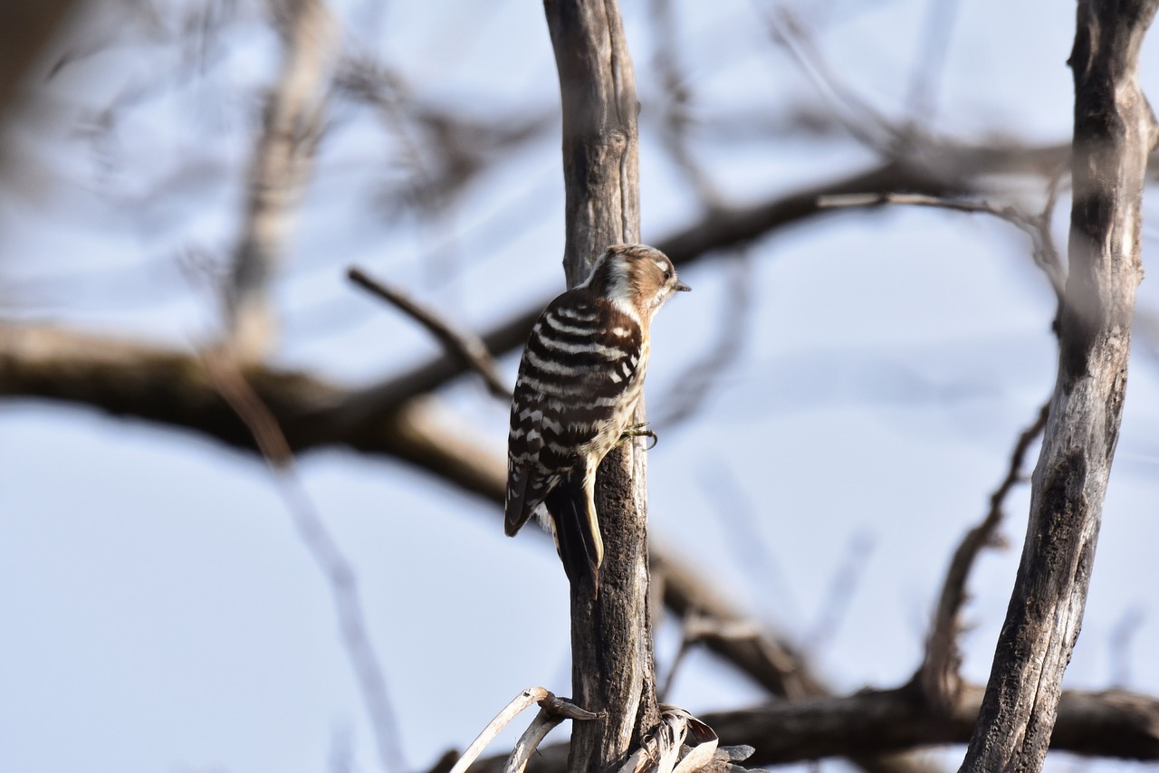 animal  wood  branch free photo