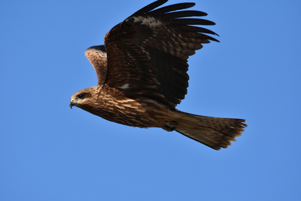 animal  sky  bird free photo