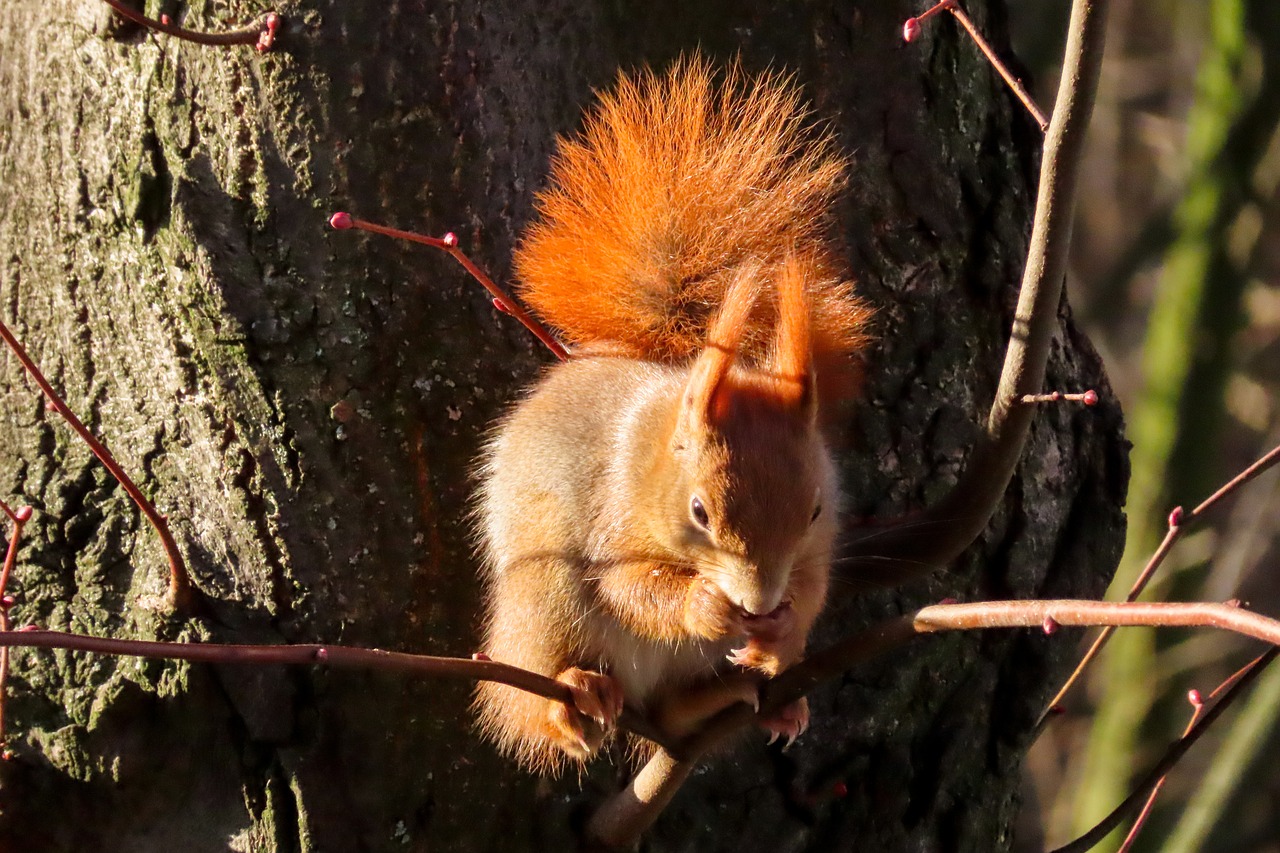 animal  squirrel  rodent free photo