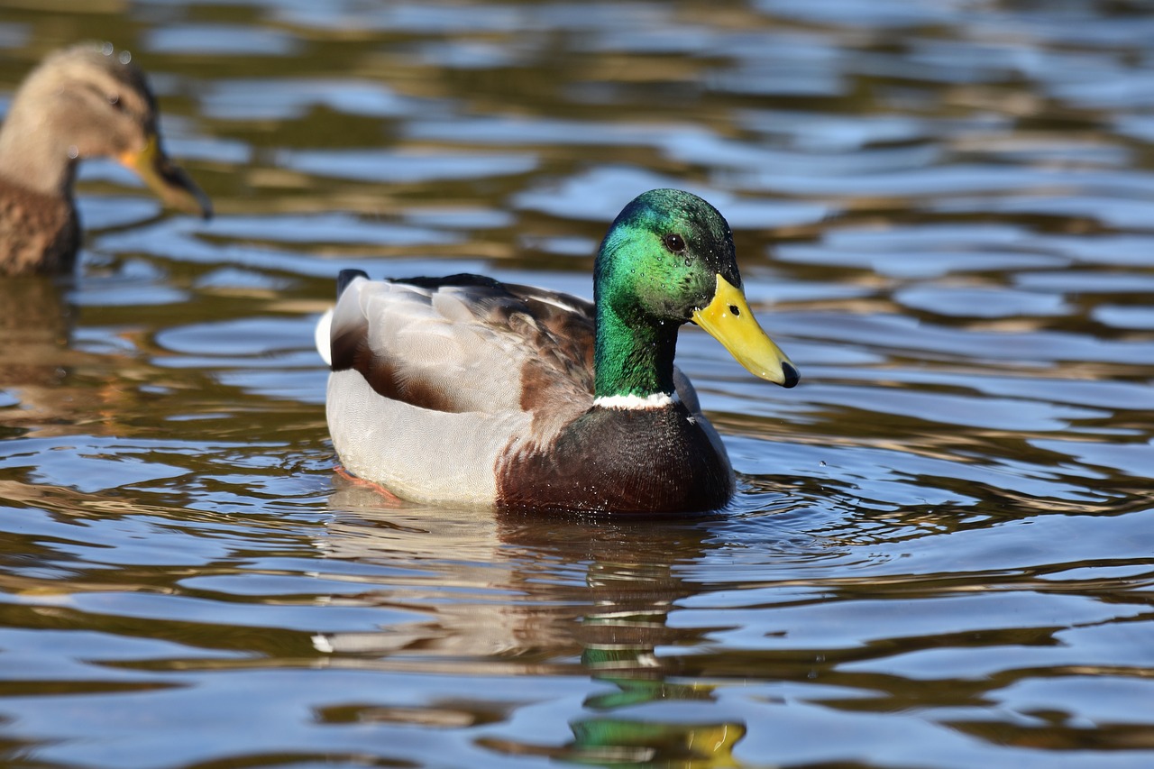 animal  lake  bird free photo