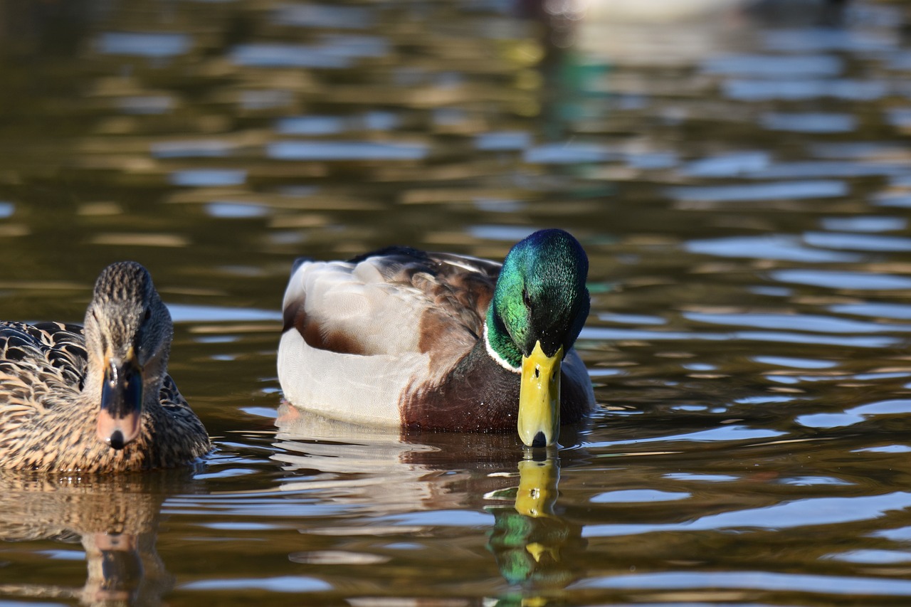 animal  lake  bird free photo