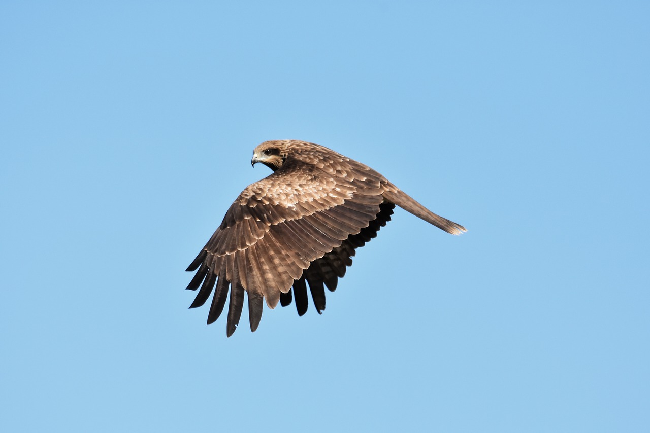 animal  sky  bird free photo