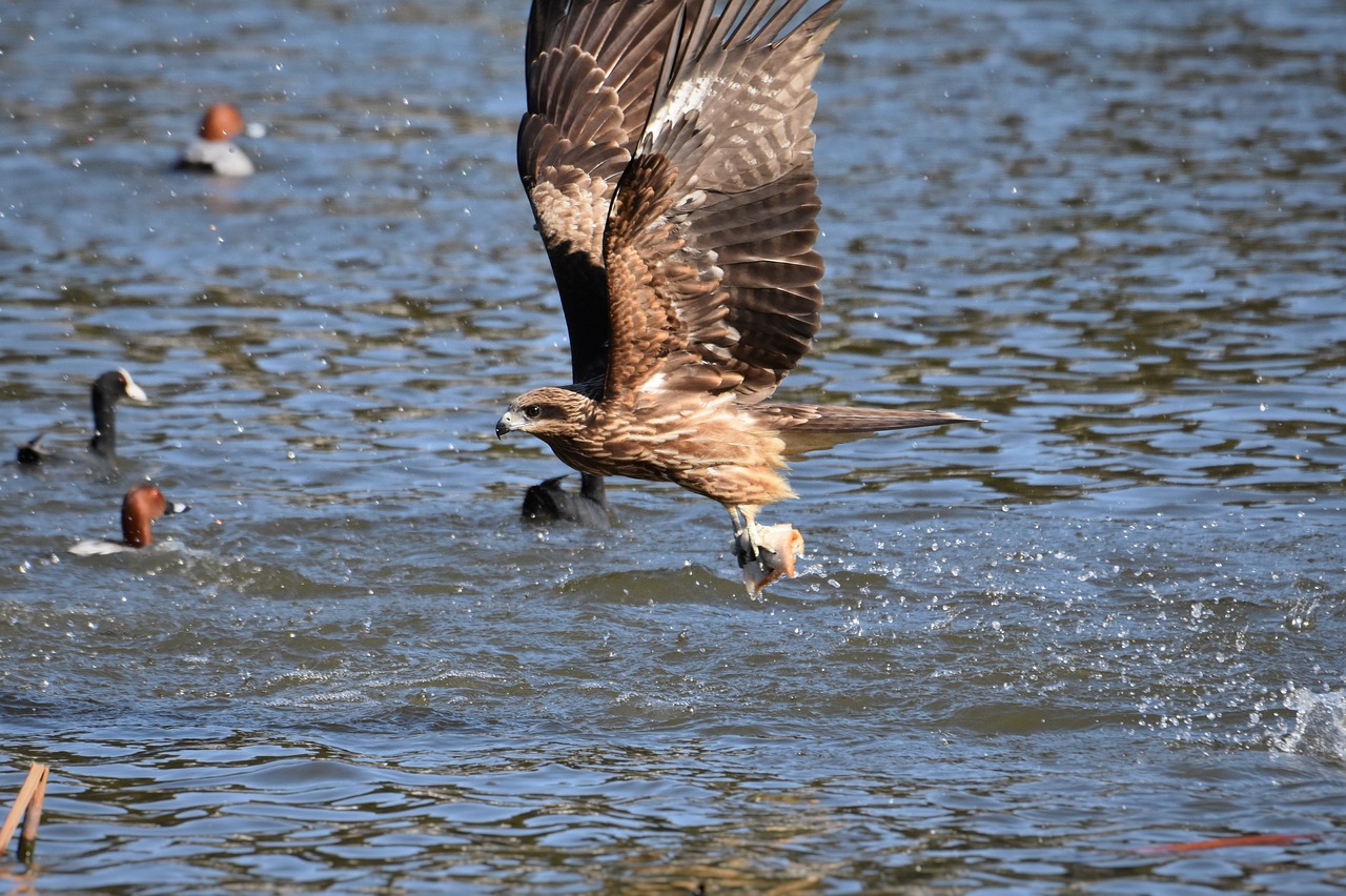 animal  lake  bird free photo