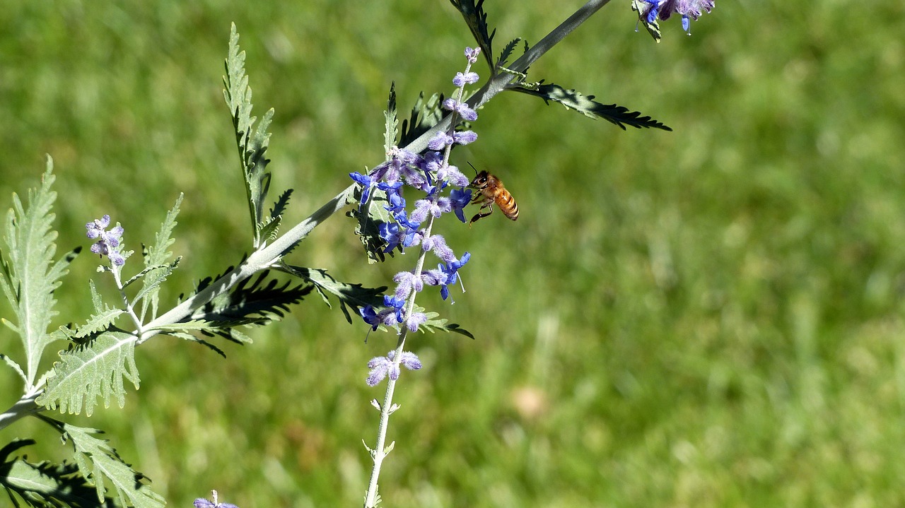 animal  insect  honey bee free photo